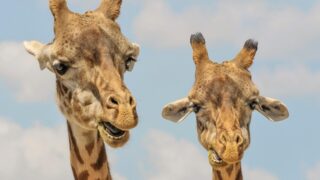 大容量帯記事、冒頭のリード画像