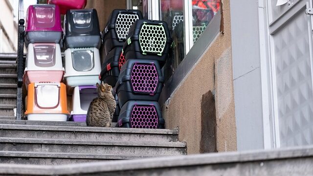 ミドル帯記事、冒頭のリード画像