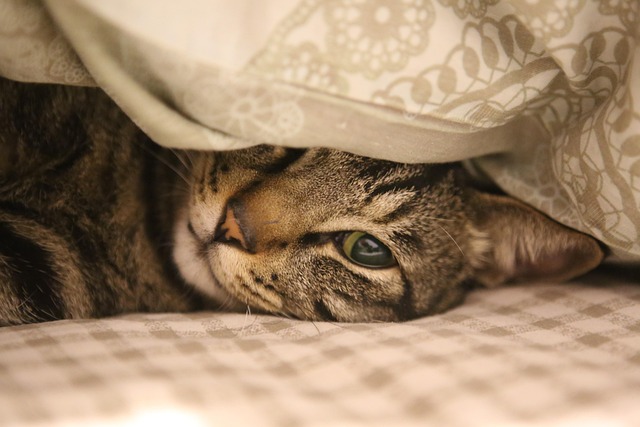 senior cat resting soft bed