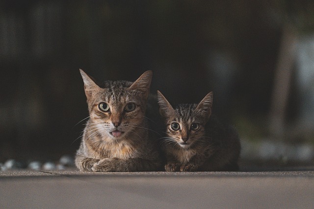 cat family young old together