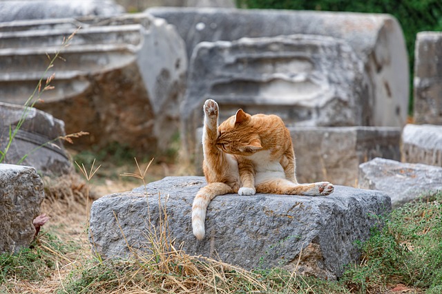 cat grooming clean home